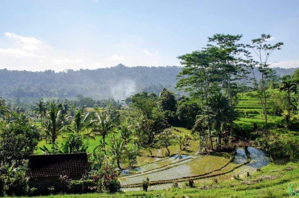 Risaie di Sideman, Bali